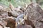 5 Day Flinders Ranges & Outback Inc Arkaroola (4nts Superior Motel Unit - Double/Twin)